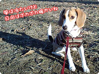 ビーグル犬 きなこ