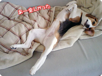 ビーグル犬 きなこ