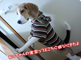 ビーグル犬 きなこ