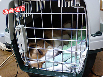 ビーグル犬 きなこ