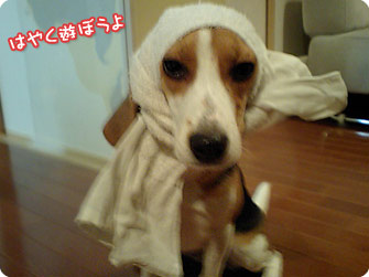 ビーグル犬 きなこ