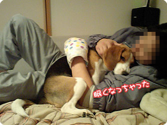 ビーグル犬 きなこ