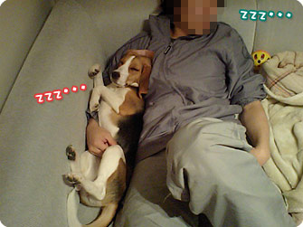 ビーグル犬 きなこ