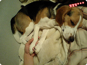 ビーグル犬 きなこ