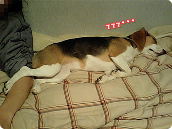 ビーグル犬 きなこ