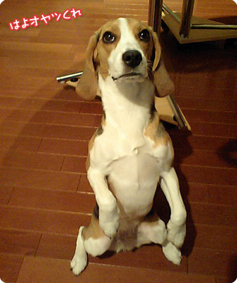 ビーグル犬　きなこ