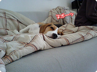 ビーグル犬 きなこ