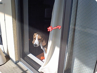 ビーグル犬 きなこ