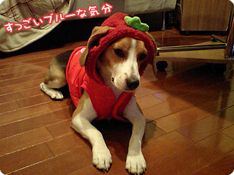 ビーグル犬 きなこ