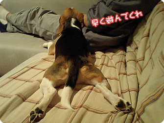 ビーグル犬 きなこ