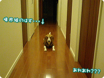 ビーグル犬　きなこ