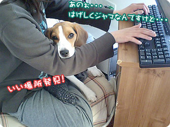 ビーグル犬　きなこ