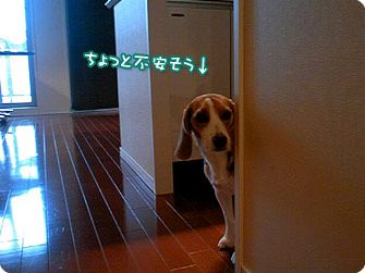 ビーグル犬 きなこ