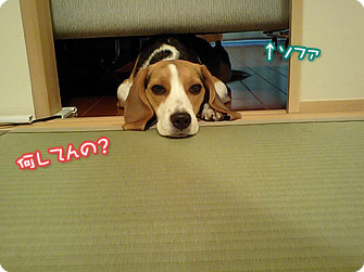 ビーグル犬 きなこ