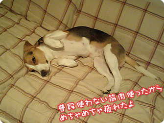 ビーグル犬 きなこ