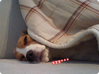 ビーグル犬 きなこ
