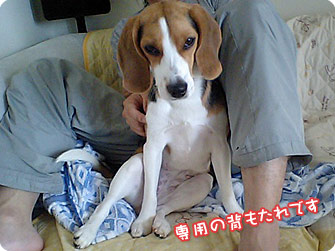 ビーグル犬　きなこ