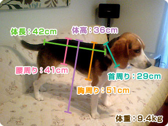 ビーグル犬 きなこ