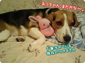 ビーグル犬 きなこ