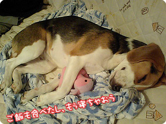 ビーグル犬 きなこ