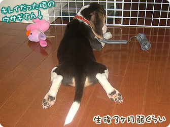 ビーグル犬 きなこ