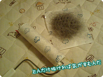 ビーグル犬 きなこ