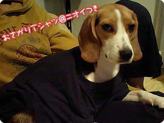 ビーグル犬 きなこ