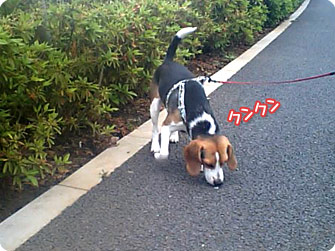 ビーグル犬 きなこ