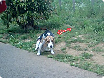 ビーグル犬 きなこ