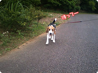 ビーグル犬 きなこ