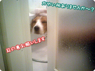 ビーグル犬 きなこ