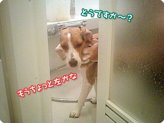 ビーグル犬 きなこ