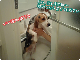 ビーグル犬 きなこ