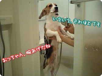 ビーグル犬　きなこ