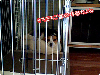 ビーグル犬 きなこ