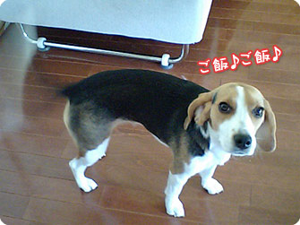 ビーグル犬 きなこ