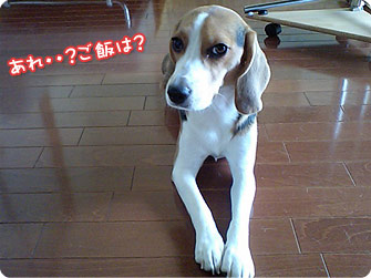 ビーグル犬 きなこ