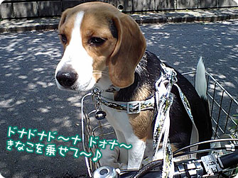 ビーグル犬 きなこ