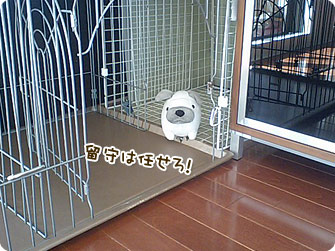 ビーグル犬 きなこ