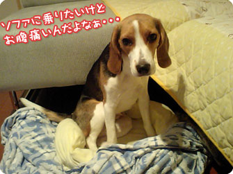 ビーグル犬 きなこ