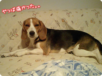 ビーグル犬 きなこ