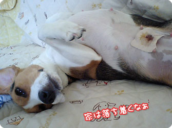 ビーグル犬 きなこ