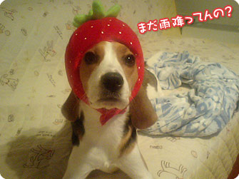 ビーグル犬　きなこ