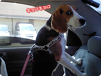 ビーグル犬 きなこ