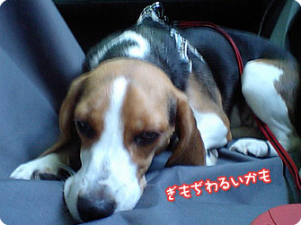 ビーグル犬 きなこ