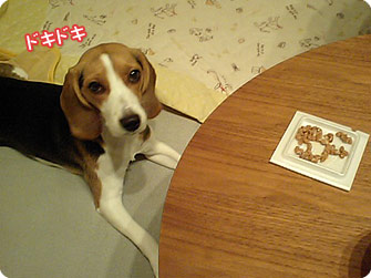 ビーグル犬 きなこ