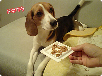ビーグル犬 きなこ