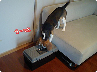 ビーグル犬 きなこ