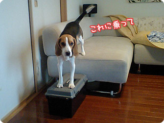 ビーグル犬 きなこ
