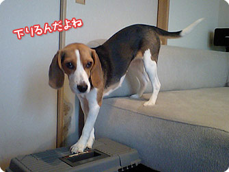 ビーグル犬 きなこ